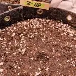 Fast Buds Z-UP Auto