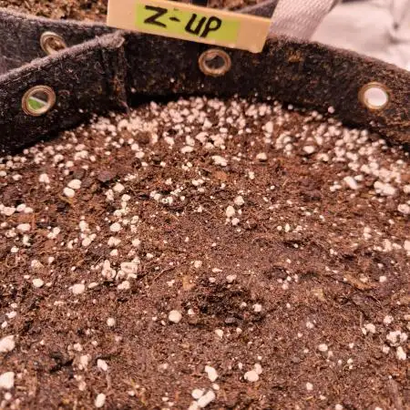 Fast Buds Z-UP Auto
