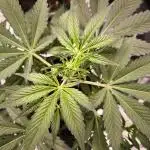 Fast Buds Frost Banger