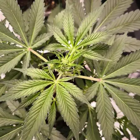 Fast Buds Frost Banger