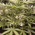 Fast Buds Z-UP Auto