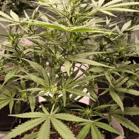 Fast Buds Z-UP Auto