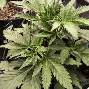 Fast Buds Pound Cake 