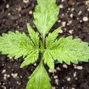 Fast Buds Pound Cake 