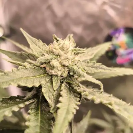 Bubba Kush