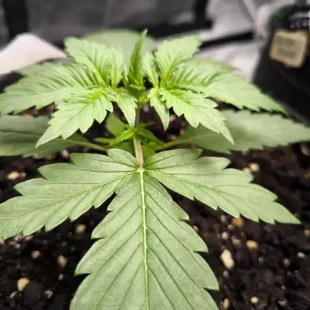Monkey Genetics  and UP Nutrients