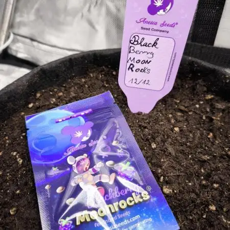 Blackberry MoonRocks 12/12