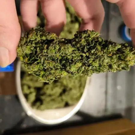 White Truffle Grow Up