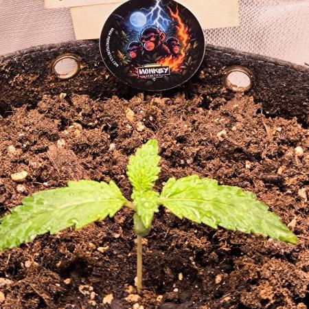 Monkey Genetics  and UP Nutrients