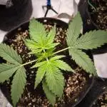 Fast Buds Z-UP Auto