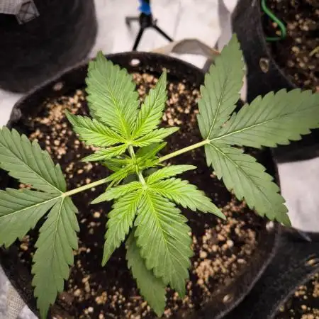 Fast Buds Z-UP Auto