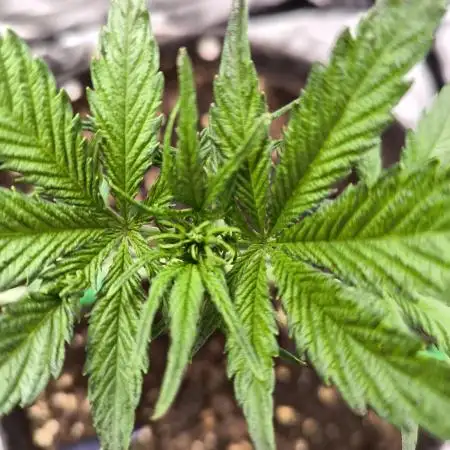 Bubba Kush