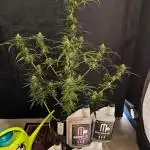 White Truffle Grow Up