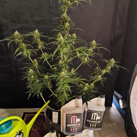 White Truffle Grow Up