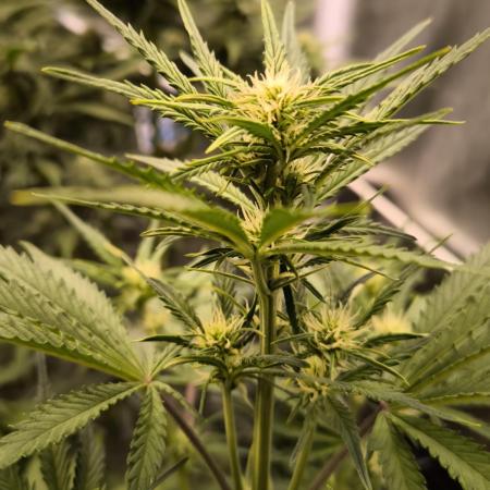 Fast Buds Pound Cake 