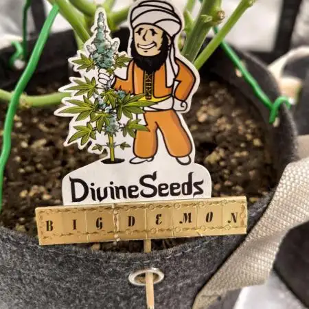 Divine Seeds Competition 2025