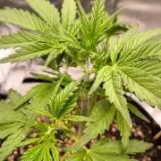 Fast Buds Banana Purple Punch RF3