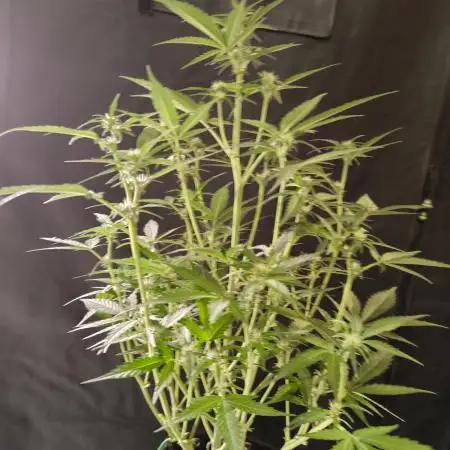 Bubba Kush