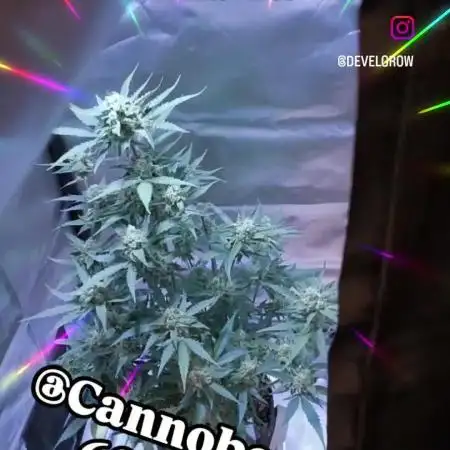 Bubba Kush