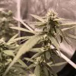 SWEET SEEDS new Strain