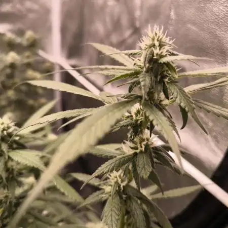 SWEET SEEDS new Strain
