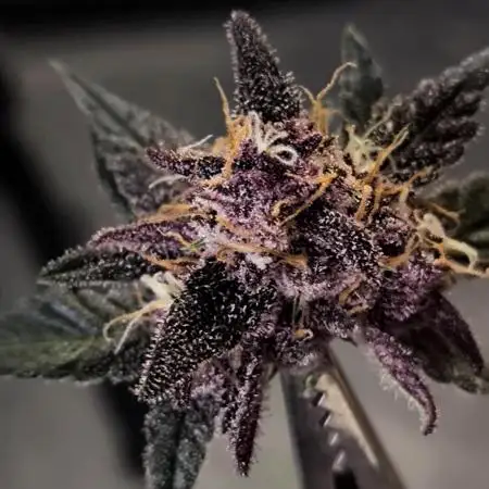 Bloody Skunk