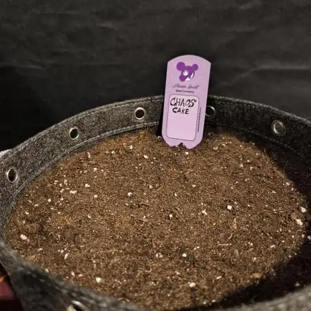Anesia Seeds  