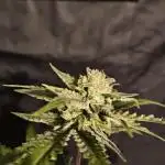 Bubba Kush