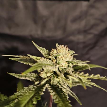 Bubba Kush