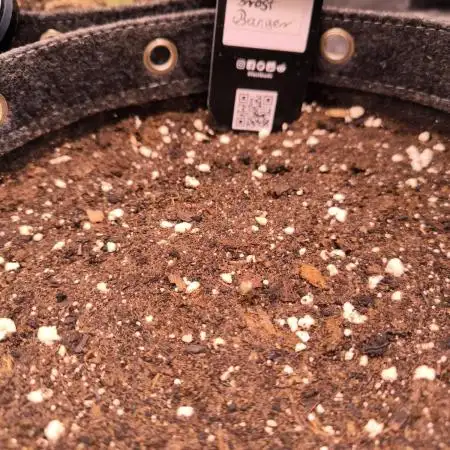 Fast Buds Frost Banger