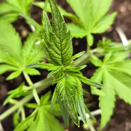 Bloody Skunk