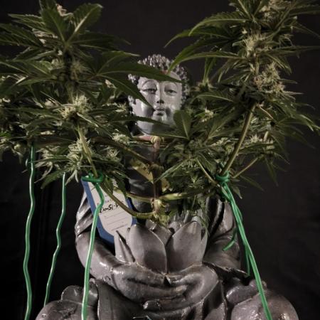 Shivas Do-Si-Dos F1 Hybrid Auto