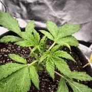 Fast Buds Banana Purple Punch RF3