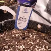 Eternity Grow Cup 2026