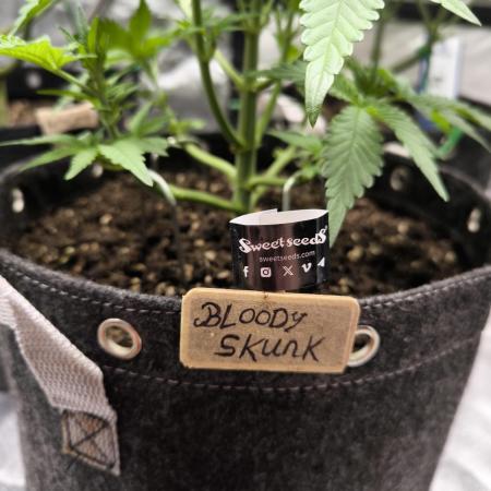 Bloody Skunk