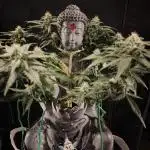 Shivas Do-Si-Dos F1 Hybrid Auto
