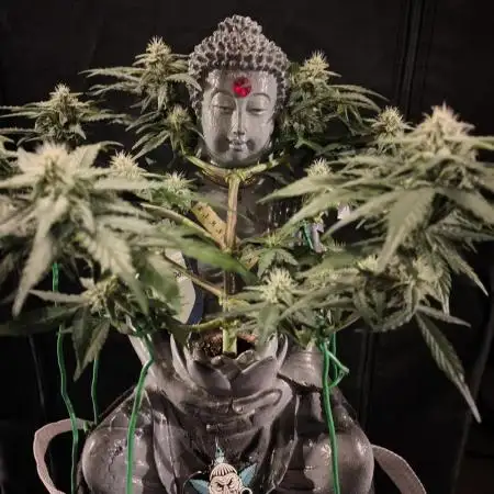 Shivas Do-Si-Dos F1 Hybrid Auto
