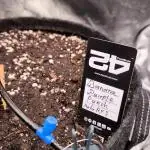 Fast Buds Banana Purple Punch RF3