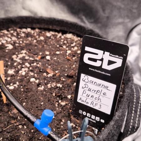 Fast Buds Banana Purple Punch RF3