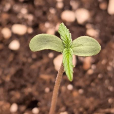 Eternity Grow Cup 2026