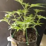 Bloody Skunk