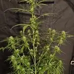 White Truffle Grow Up