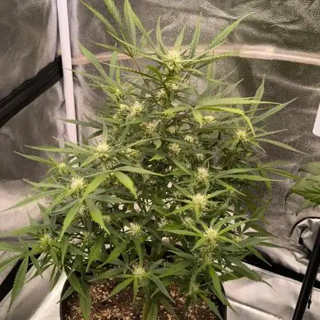 Fast Buds Z-UP Auto