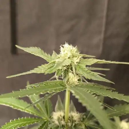 Bubba Kush