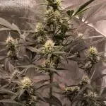 Fast Buds Frost Banger