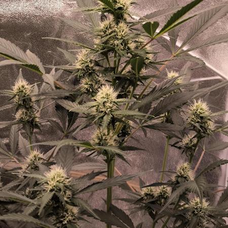 Fast Buds Frost Banger
