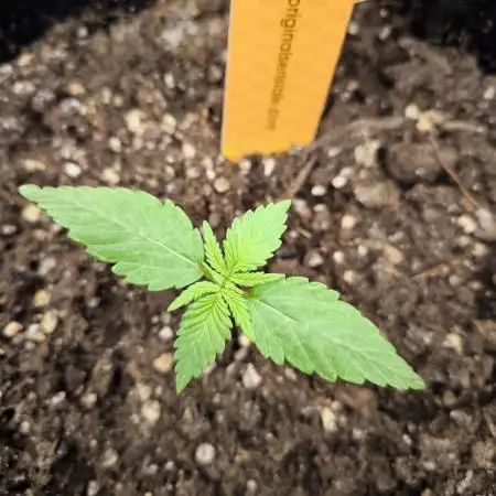 Banana Fumes 12/12