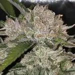 Fast Buds Frost Banger
