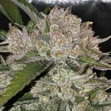 Fast Buds Frost Banger