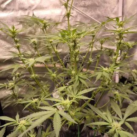 ZAMNESIA BUDDA! PROJEKT !